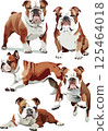 Bulldog watercolor illustration set 125464018