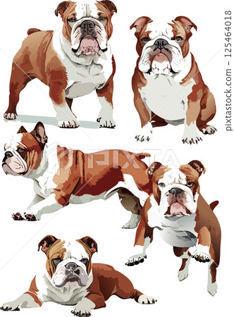 鬥牛犬水彩插圖集 鬥牛犬水彩插圖集 125464018