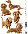 Dachshund watercolor illustration set 125464020