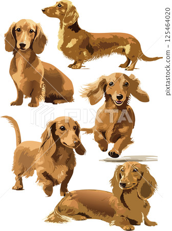 Dachshund watercolor illustration set 125464020