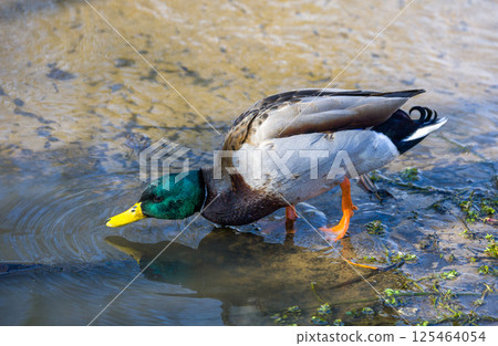 Vibrant Drake Dipping Beak into Still Water 125464054