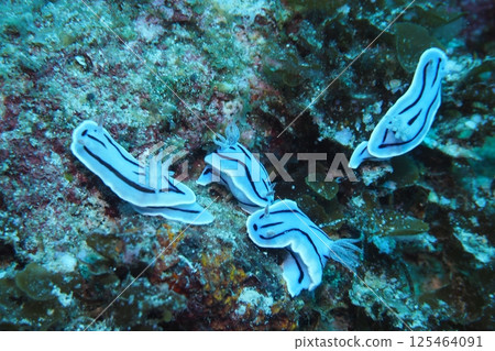 Courtship behavior of the sea slug in the Okinawan sea 125464091
