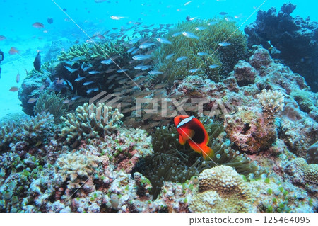 Coral, blue sea and clownfish in the Okinawa sea Coral, blue sea and clownfish in the Okinawa sea 125464095