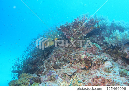 Underwater photo of golden-spotted fish swarming on the coral reefs of Zamami Island 125464096