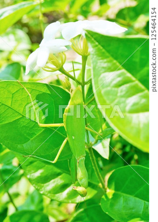Large praying mantis camouflaged on a branch on the stem of a white-flowering jasmine flower in a garden Large praying mantis camouflaged on a branch on the stem of a white-flowering jasmine flower in a garden 125464154