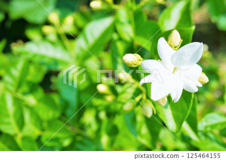 Jasmine flowers and buds of Arabian jasmine, a white flower that gives off a gorgeous fragrance in the garden 125464155
