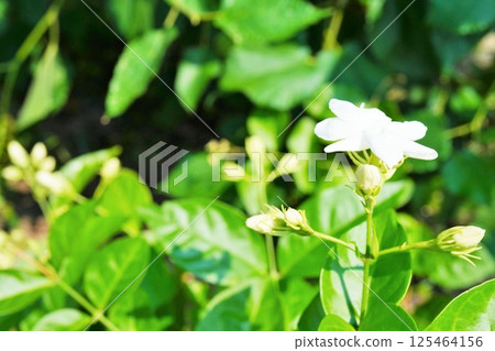 White jasmine flowers that give off a nice fragrance outdoors, flowers and buds that are used to make jasmine tea 125464156