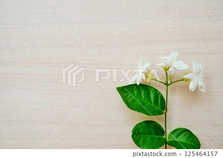 Wallpaper material of jasmine branches with many flowers on a natural background 125464157