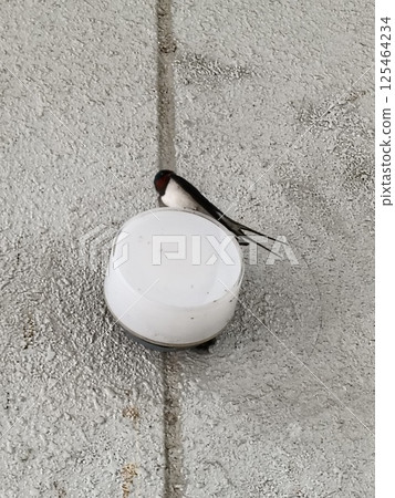 我在昭和路邊站遇見的燕子 125464234