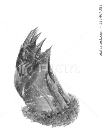 白色背景、透明背景上用水彩以水墨畫風格 [手繪] 繪製的竹筍單色插圖 125464382