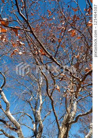 Momiji公共汽車Kakenoki Momiji公共汽車Kakenoki 125464387