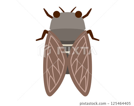 Insect_Natural_Flat_Cicada 125464405