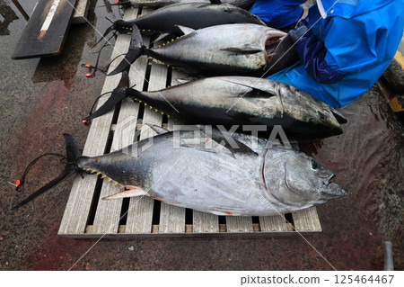 捕撈養殖鮪魚 捕撈養殖鮪魚 125464467