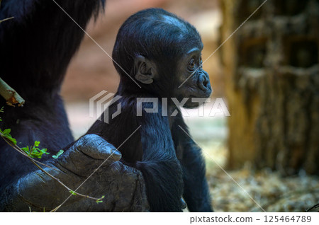 Western Lowland Gorilla Baby 125464789
