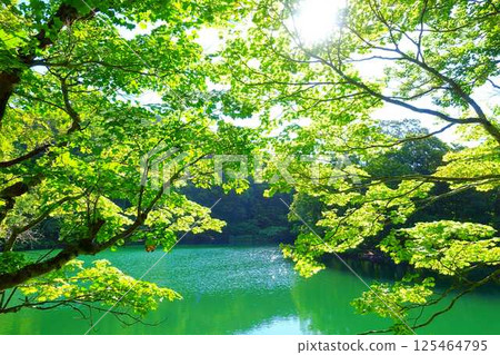 多科沼澤藏王鮮綠 125464795