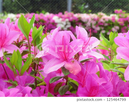 Beautiful azalea and baby spider Beautiful azalea and baby spider 125464799