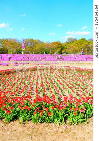 福祿考、芝櫻、芝櫻、立谷川櫻花、山形市 125464864