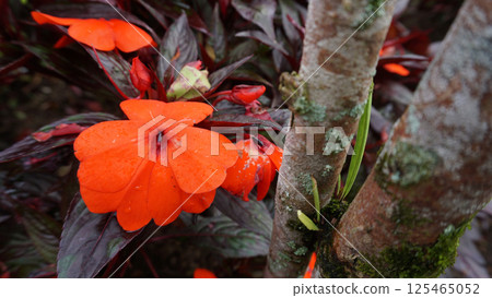 Red Flowers -Impatiens hawkeri, New Guinea impatiens. 125465052