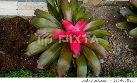 Hylaeaicum Eleutheropetalum is a flowering plant in the Bromeliaceace family, originating from South America. 125465053