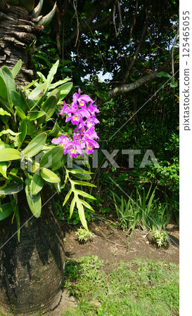 Crimson Cattleya or Cattleya labiata 125465055