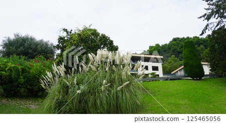 Fountain grass Hameln - Latin name - Cenchrus alopecuroides Hameln or Pennisetum alopecuroides Hameln Fountain grass Hameln - Latin name - Cenchrus alopecuroides Hameln or Pennisetum alopecuroides Hameln 125465056