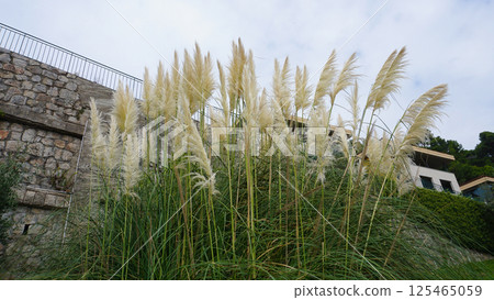 Fountain grass Hameln - Latin name - Cenchrus alopecuroides Hameln or Pennisetum alopecuroides Hameln Fountain grass Hameln - Latin name - Cenchrus alopecuroides Hameln or Pennisetum alopecuroides Hameln 125465059