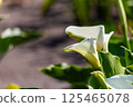 海芋 125465078