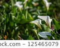海芋 125465079