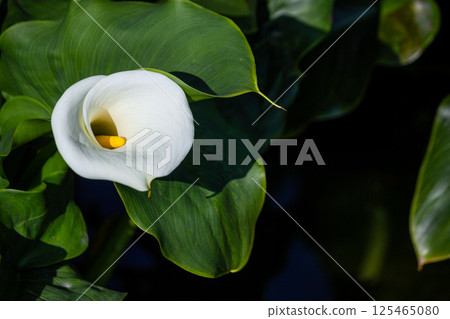 Sea otter Sea otter 125465080