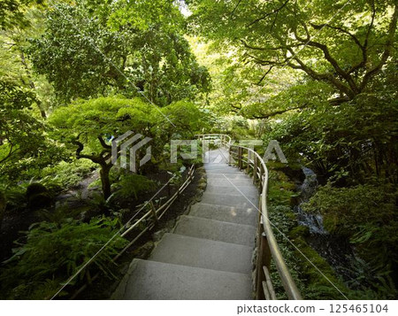 Winding Forest Trail Through Dense Greenery Winding Forest Trail Through Dense Greenery 125465104
