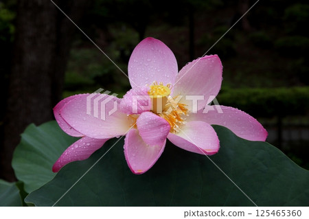 被雨水打濕的粉紅色蓮花 125465360