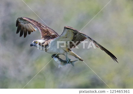 An osprey flies while holding a fish in its legs 125465361