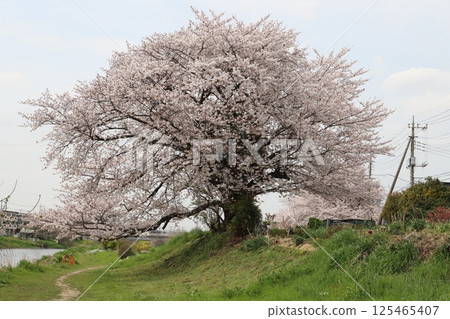 盛開在春天公園的染井吉野櫻花 盛開在春天公園的染井吉野櫻花 125465407