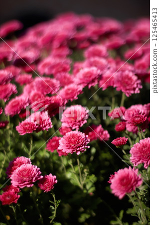 Vertical shot of pink chrysanthemums flowers on a soft background, perfect for reels or story wallpaper 125465413