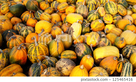 Many dirty pumpkins on yellow background, outdoor natural scene with copy space and banner layout. Happy Halloween concept 125465416