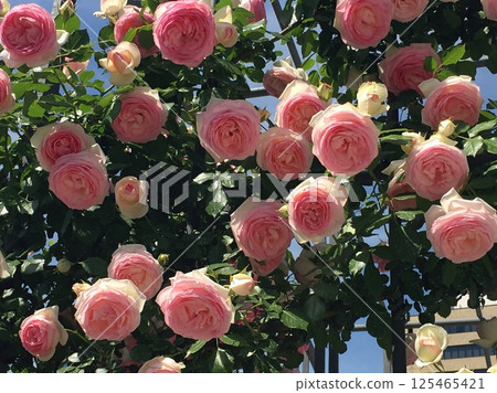 粉紅玫瑰與藍天 125465421