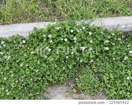 一簇白三葉草在綠地中盛開 一簇白三葉草在綠地中盛開 125465422
