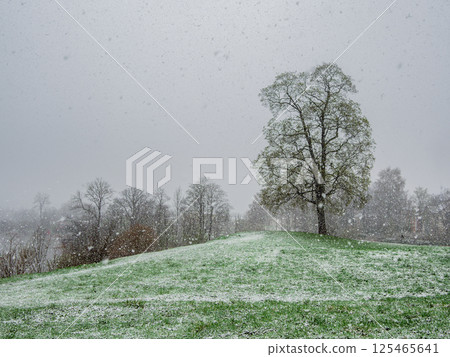 spring park during a snowfall spring park during a snowfall 125465641