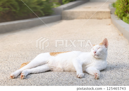 Cat lounging on a sunny pavement in a calm outdoor setting surrounded by greenery. A relaxed white cat with orange patches lies comfortably on a smooth, sunlit pavement. 125465743