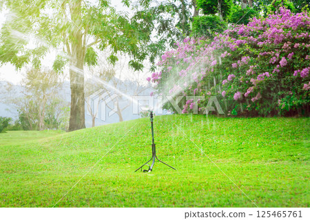 Automatic lawn watering in the park. Beautiful green lawn with purple flowers. 125465761