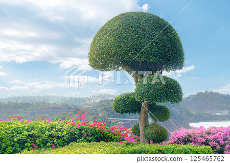 Beautiful daytime landscape with an ornamental Bodhi tree, with a round spherical crown, a symbol of Buddhism and meditation, against the background of nature and the sky. Landscape design and the Beautiful daytime landscape with an ornamental Bodhi tree, with a round spherical crown, a symbol of Buddhism and meditation, against the background of nature and the sky. Landscape design and the 125465762