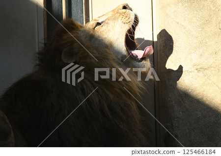 動物園裡一隻獅子下午打哈欠，覺得無聊 125466184