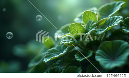 Lush Greenery and Floating Bubbles Image Lush Greenery and Floating Bubbles Image 125466225