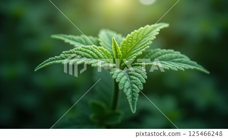 New Herb Plant with Detailed Leaves Photography 125466248