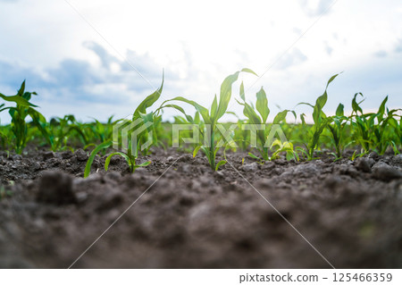 Young corn sprouting in early spring 125466359