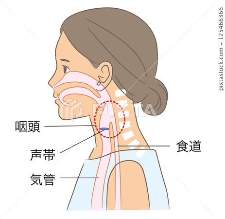 正常姿勢的女人,頸椎和喉嚨的插圖 正常姿勢的女人,頸椎和喉嚨的插圖 125466366