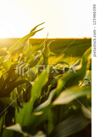 Golden hour corn leaves in soft focus at agricultural field 125466399