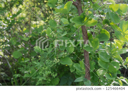鼠尾草藤蔓（又稱日本小檜）纏繞樹木並結出果實 125466404