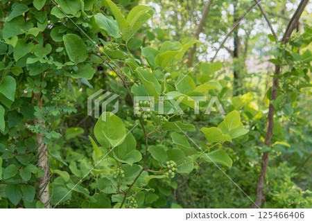 鋸緣青蟹爪蘭（又稱日本小蘗）的果實藤本植物 125466406