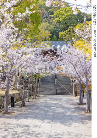 The approach to Suma-dera Temple and Karamon Gate in Kobe with cherry blossoms in full bloom 125466520